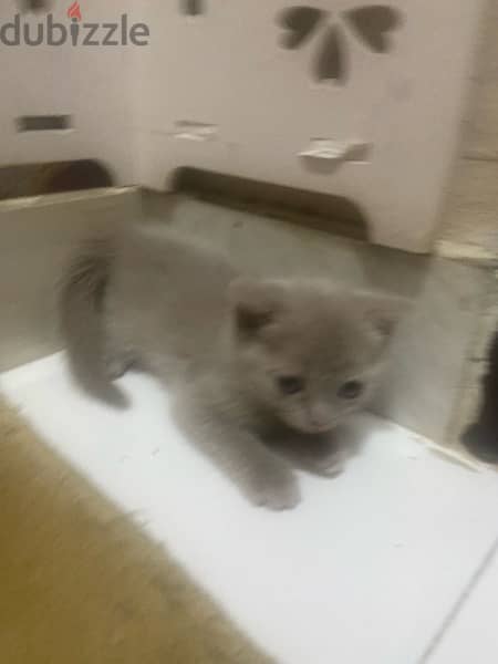 cat small Scottish Fold kitten 3