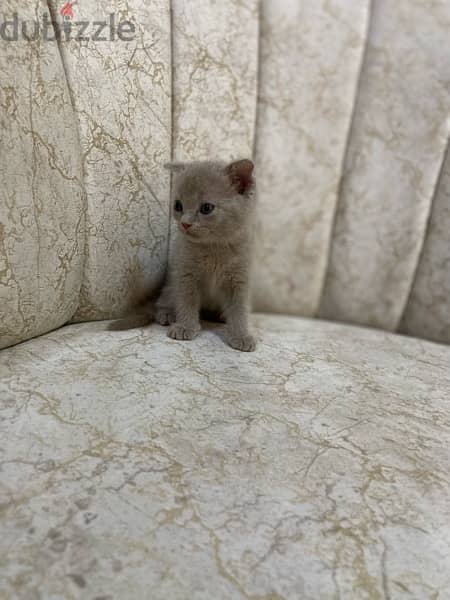 cat small Scottish Fold kitten 4