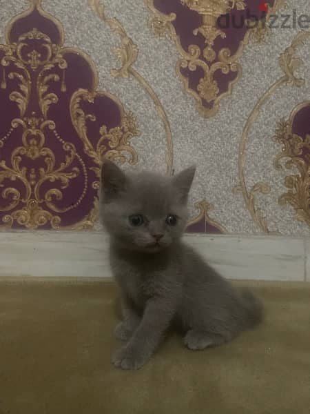 cat small Scottish Fold kitten 5