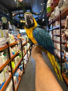 macaw