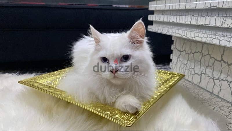 Turkish Persian male cat for mating (قط شيرازي تركي ذكر للتزاوج ) 1