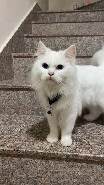 Turkish Persian male cat for mating (قط شيرازي تركي ذكر للتزاوج ) 2