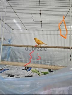 Canary birds local 8 months old كناري محلي Sold تم البيع