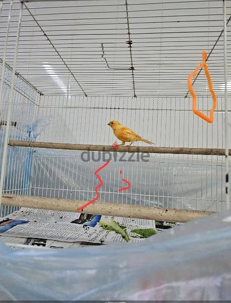 Canary birds local 8 months old كناري محلي 0