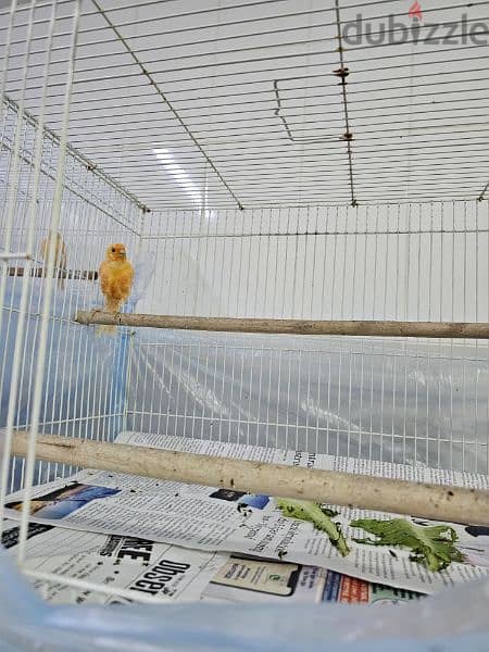 Canary birds local 8 months old كناري محلي 1