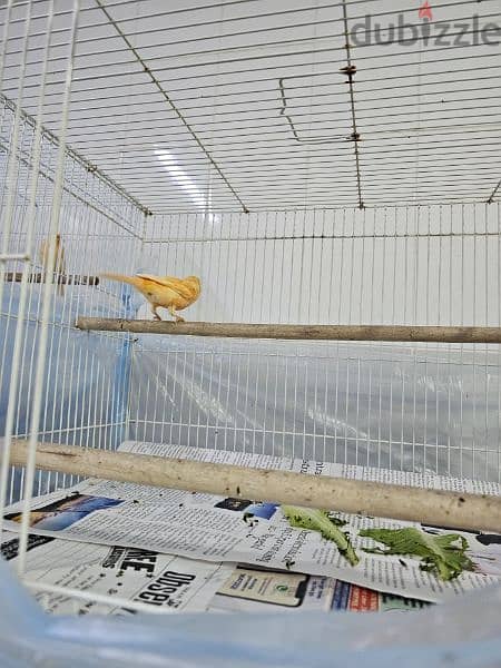 Canary birds local 8 months old كناري محلي Sold تم البيع 2