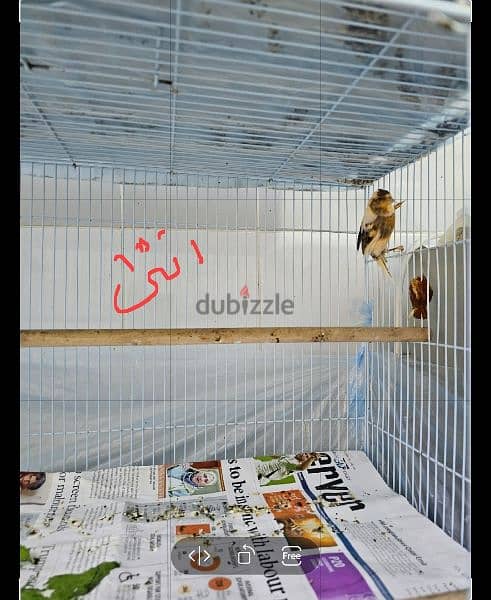 Canary birds local 8 months old كناري محلي Sold تم البيع 3