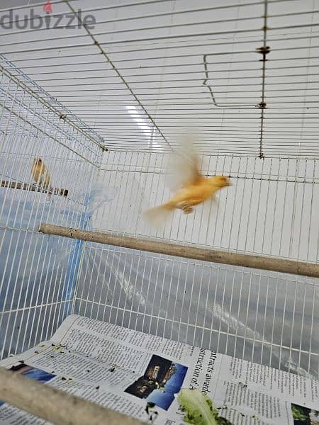 Canary birds local 8 months old كناري محلي Sold تم البيع 5