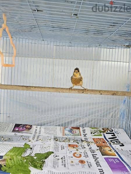 Canary birds local 8 months old كناري محلي 6