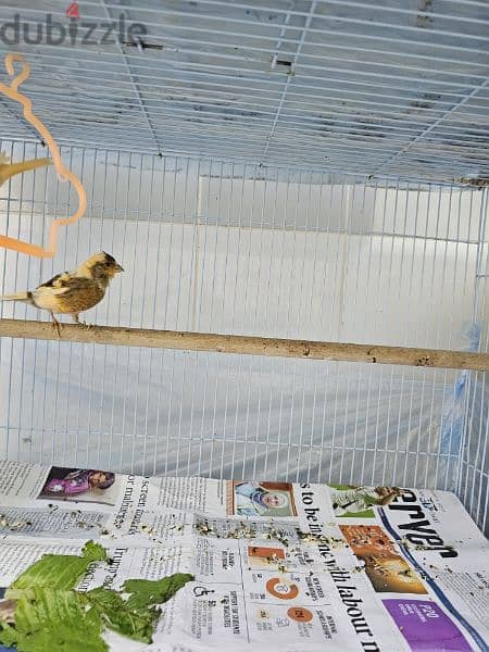 Canary birds local 8 months old كناري محلي 8