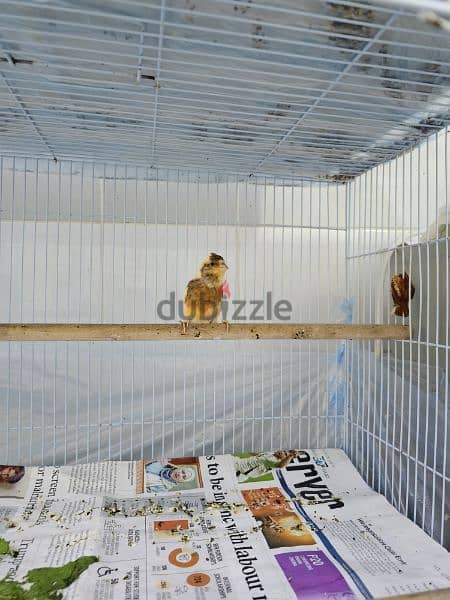 Canary birds local 8 months old كناري محلي 9