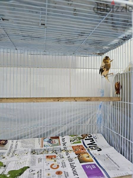 Canary birds local 8 months old كناري محلي 10