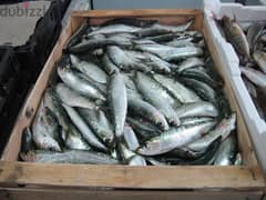 AL KINDS OF FRESH AND FROZEN FISH AVAILABLE