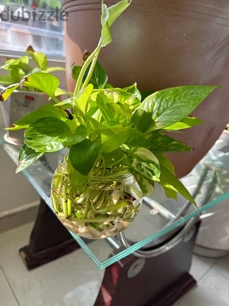 Money plants for sale 2