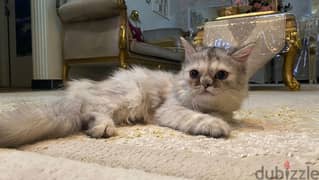 turkish female kitten قطه تركيه