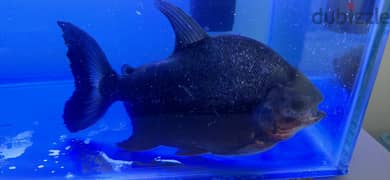 Fish Pacu aquarium monster fish red belly