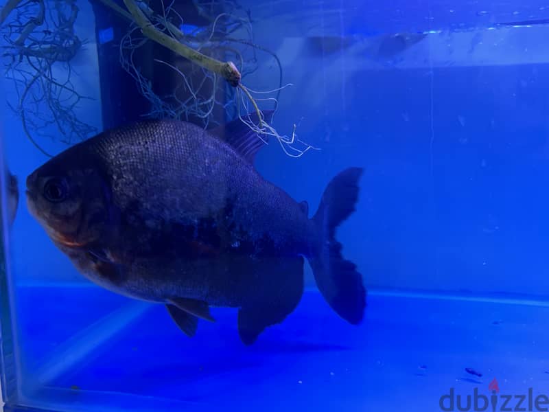 Fish Pacu aquarium monster fish red belly 1