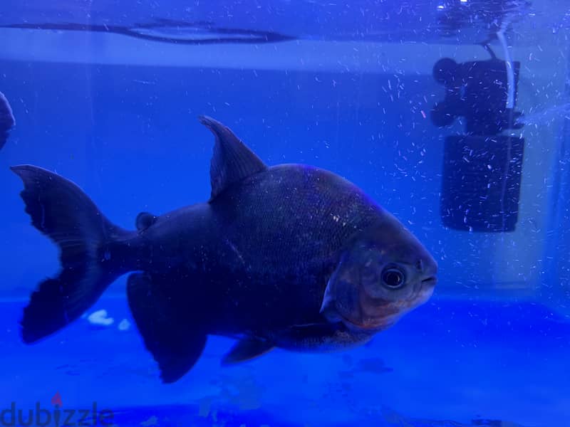 Fish Pacu aquarium monster fish red belly 2