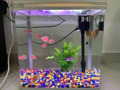 Fish Tank, Fishes & Free Accessories