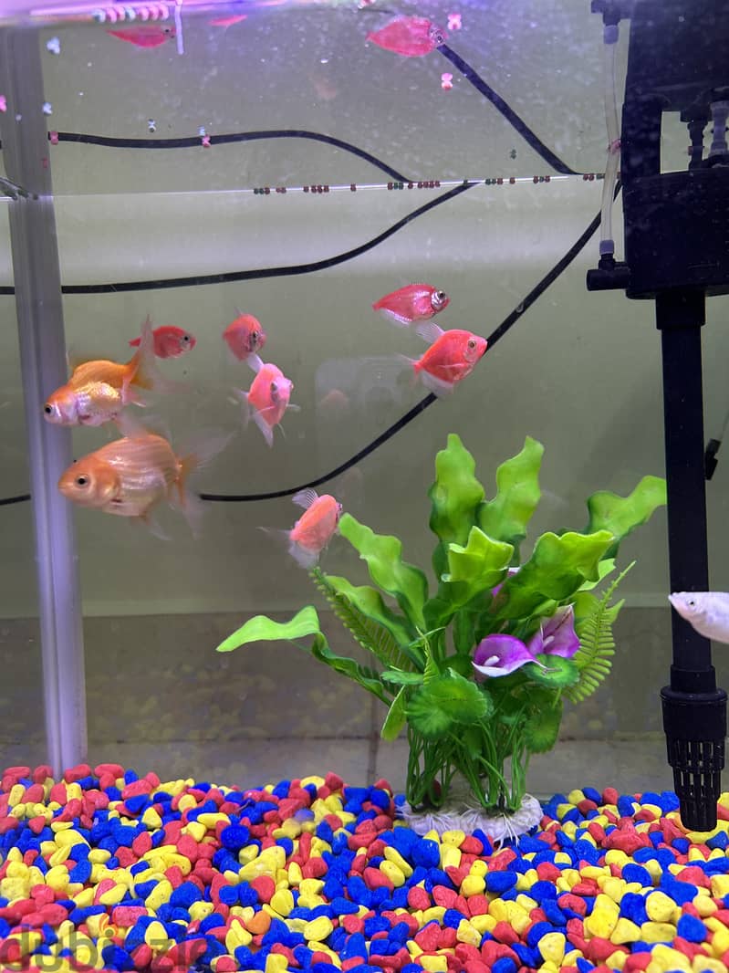 Fish Tank, Fishes & Free Accessories 1