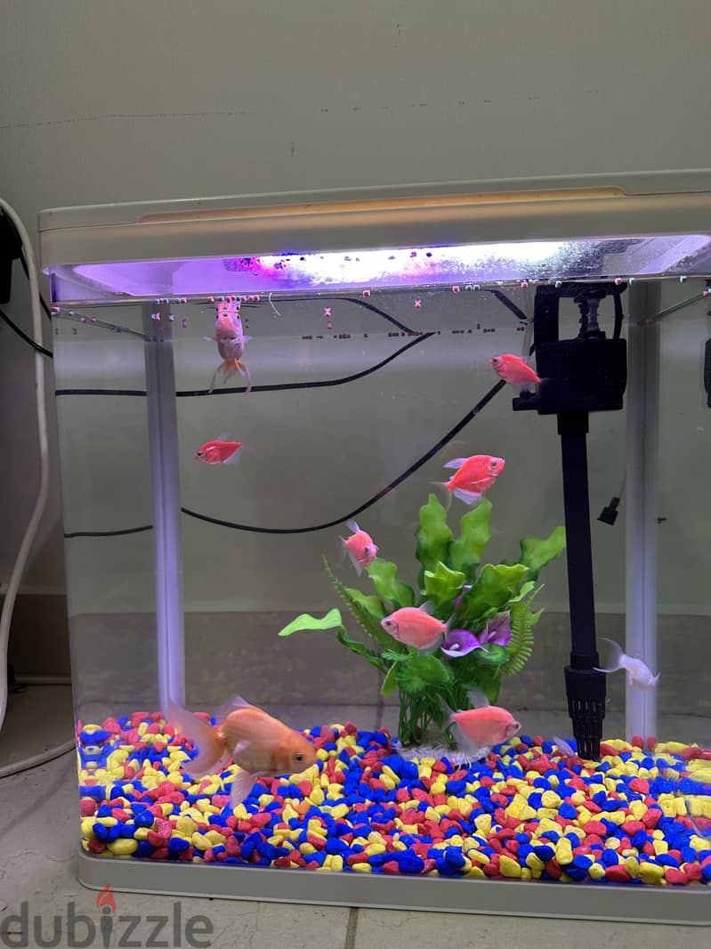 Fish Tank, Fishes & Free Accessories 3