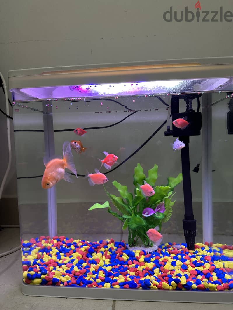 Fish Tank, Fishes & Free Accessories 4