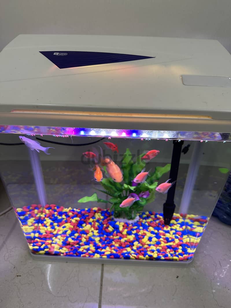 Fish Tank, Fishes & Free Accessories 5