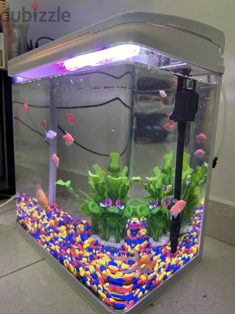 Fish Tank, Fishes & Free Accessories 9