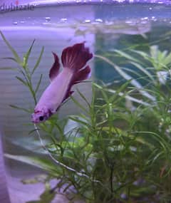 half-moon female betta .