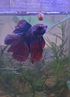 long tail betta fish for sale