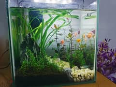 aquascape aquarium for sale 0