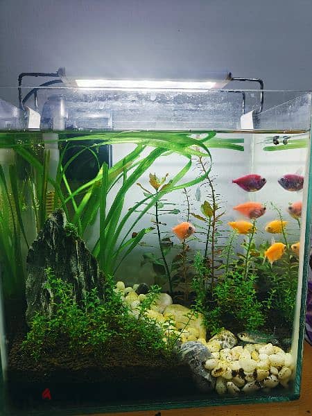 aquascape aquarium for sale 1