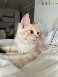 Mixed maine coon (reduced price)