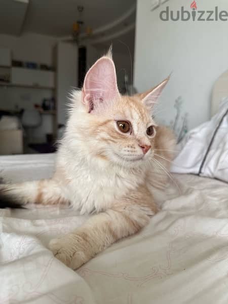 Mixed maine coon (reduced price) 0