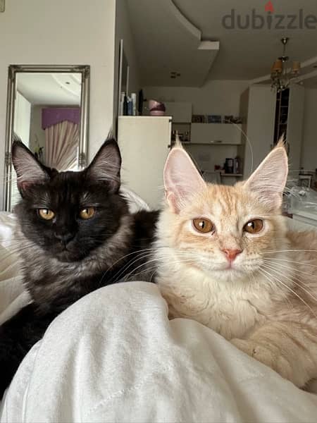 Mixed maine coon (reduced price) 2