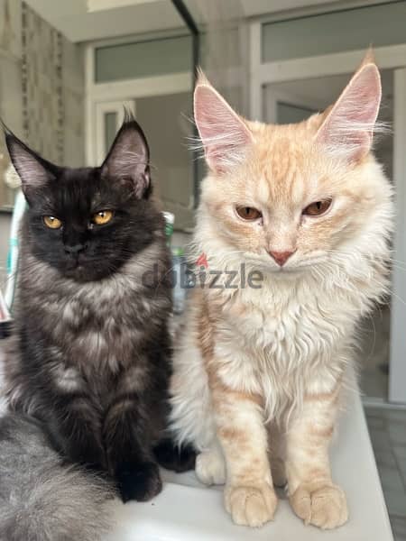 Mixed maine coon (reduced price) 3