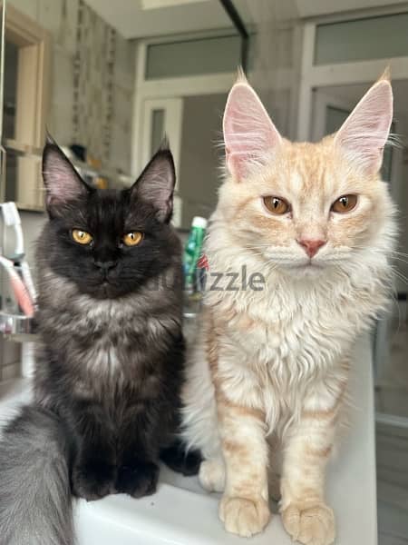 Mixed maine coon (reduced price) 4