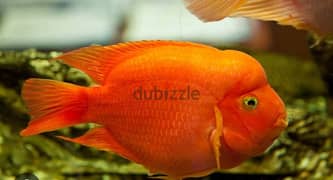 Biggerr size Parrot Fish for Sale