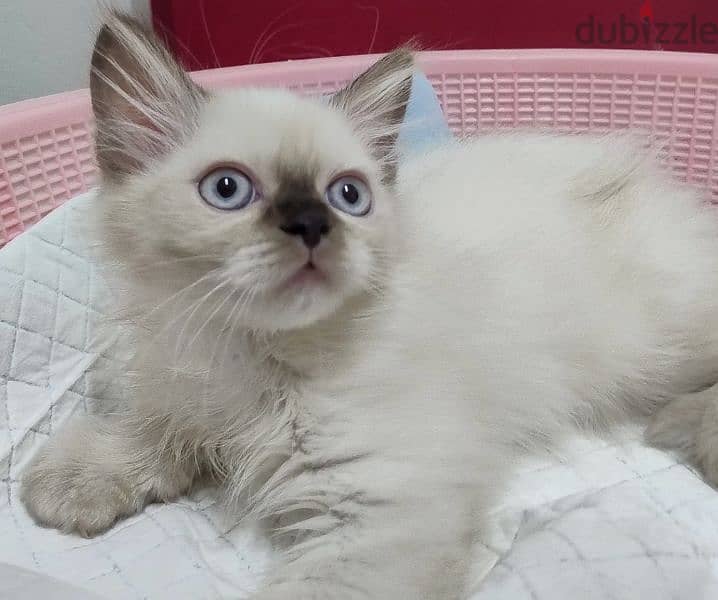 Raghdoll pure kitten for sale 0