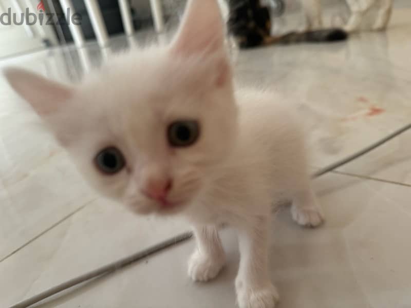 cats for sale قطط شيرازيه للبيع 1