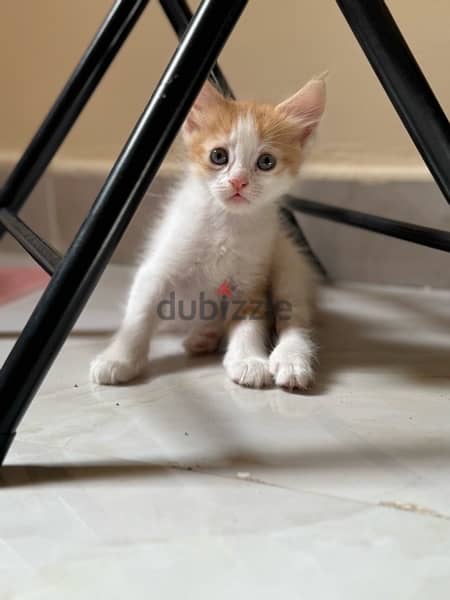 cats for sale قطط شيرازيه للبيع 3