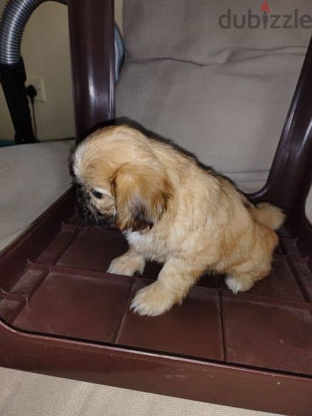 shihtzu puppies 1