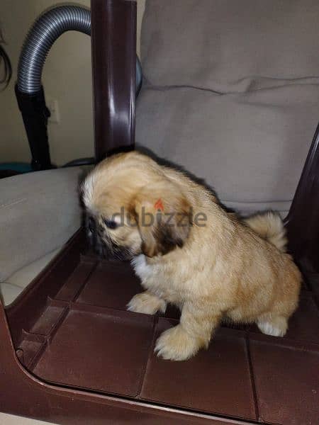 shihtzu puppies 4