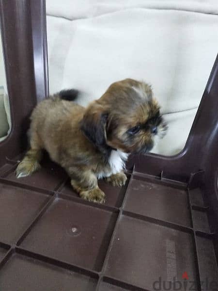 shihtzu puppies 5