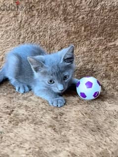 Russian blue kitten 0