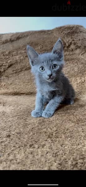 Russian blue kitten 1