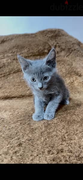 Russian blue kitten 2