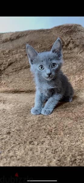 Russian blue kitten 3