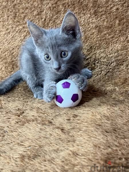 Russian blue kitten 4