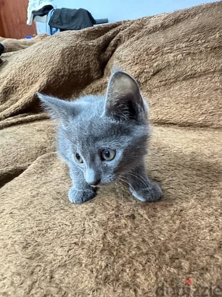 Russian blue kitten 5